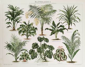 Blattpflanzen I. - Antique Print from 1885
