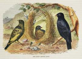 The Satin Bower Bird. - Antique Print from 1869