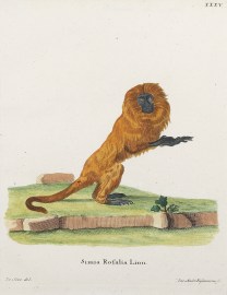 Simia Rosalia. (Lion Tamarin)