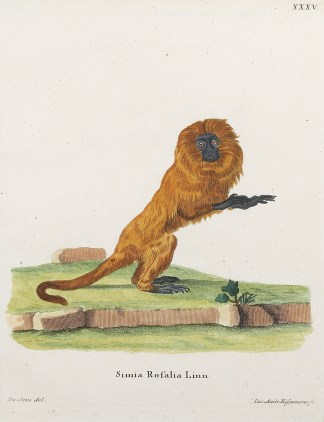 Simia Rosalia. (Lion Tamarin) General / Global