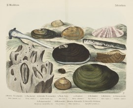 [Shells] Shells, Coral, Sea plants etc