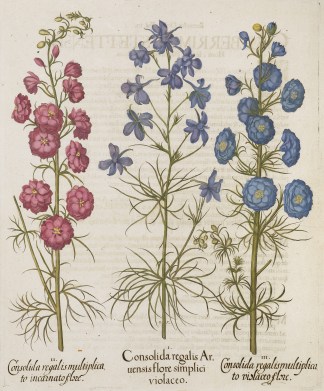 Consolida regalis aruensisflore simplici… General / Global