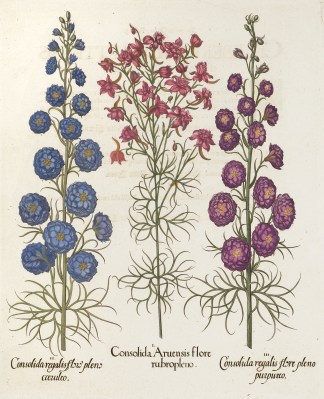 Consolida aruensis flore rubropleno. General / Global