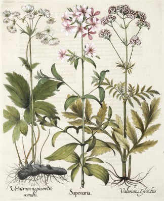 I. Saponaria. II. Valeriana Sylvestris I… General / Global I. Saponaria. II. Valeriana Sylvestris I… General / Global