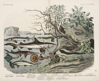 [Sharks & Sturgeon] Fish & Marine Life