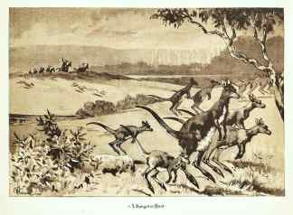A Kangaroo Hunt - Antique Print from 1889