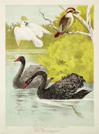 White Sulphur Crested Cockatoo, Black Swan, Dacelo Gigas ( Laughing Jackass). - Antique Print from 1889