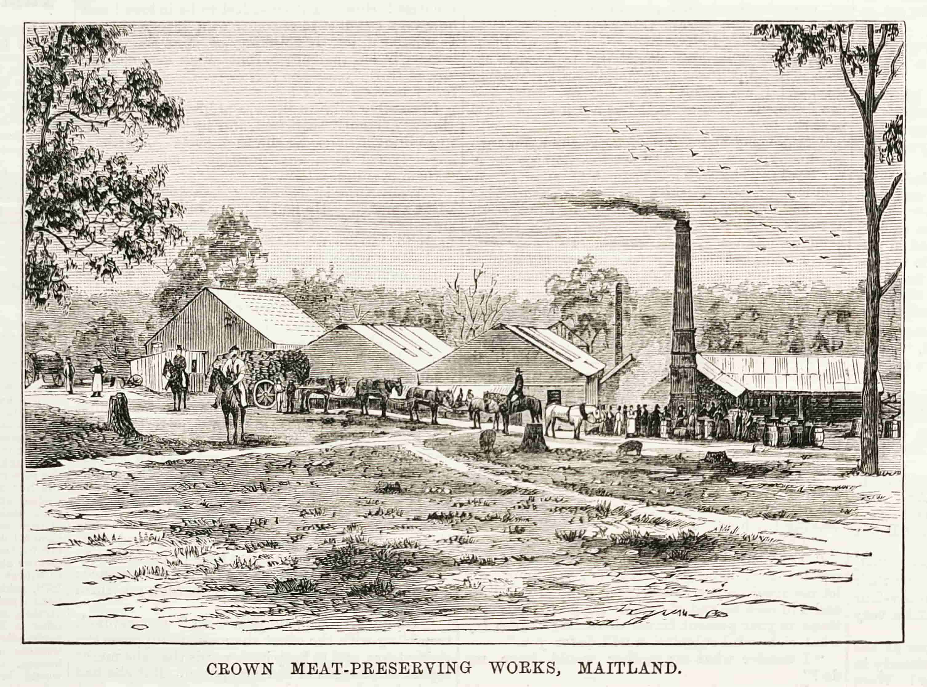 Crown Meat-preserving Works, Maitland. - Antique View from 1879