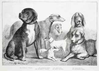 [Brighton dog Show] Mr. Banbury's Wolsey. Mr. Nicholl's Linda. Mr. Jubb's Mec.,,, - Antique Print from 1876
