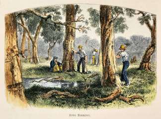 Ring Barking. - Antique Print from 1887