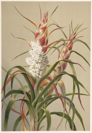[Richea dracophylla. Pineapple Candlehea… Australian - General