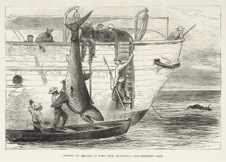 Cutting up a Shark at Port Louis, Maurit… AFRICA