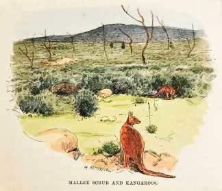 Mallee Scrub and Kangaroos. - Antique Print from 1887