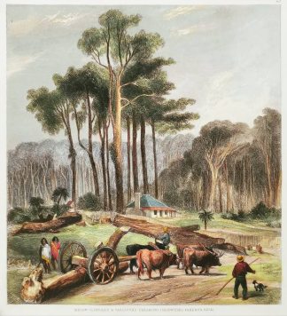 Messrs Clifford's & Vavasour's Clearing (Skipwiths) Parerua Bush. - Antique View from 1847