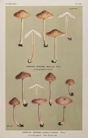 Agaricus (Entoloma) Griseo-Cyaneus.