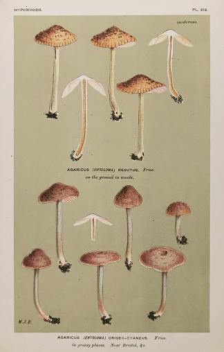Agaricus (Entoloma) Griseo-Cyaneus. - Antique Print from 1880