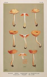 Agaricus (Tubaria) Furfuraceus var. Trigonophyllus. Fruits, Herbs, Medicinal, Spices, Vegetables Agaricus (Tubaria) Furfuraceus var. Trigonophyllus.