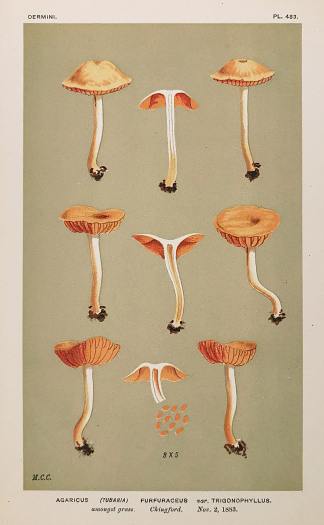 Agaricus (Tubaria) Furfuraceus var. Trigonophyllus. - Antique Print from 1883