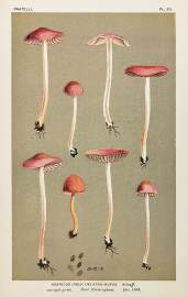 Agaricus (Psilocybe) Astro-rufus. Fruits, Herbs, Medicinal, Spices, Vegetables Agaricus (Psilocybe) Astro-rufus.