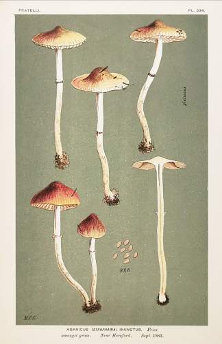 Agaricus (Stropharia) Inunctus. - Antique Print from 1883