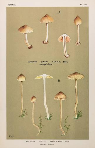Agaricus (Galera) Mycenopsis. - Antique Print from 1880