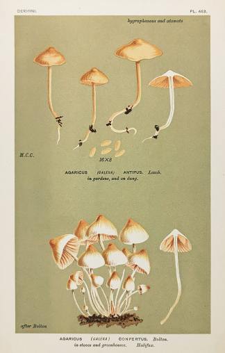 Agaricus (Galera) Confertus. - Antique Print from 1880