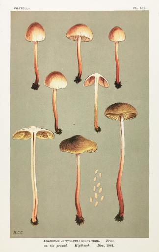 Agaricus (Hypholoma) Dispersus. - Antique Print from 1881