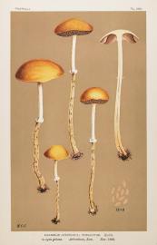 Agaricus (Stropharia) Thraustus.