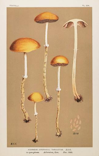 Agaricus (Stropharia) Thraustus. - Antique Print from 1882