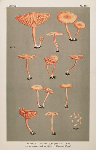 Agaricus (Tubaria) Furfuraceus. - Antique Print from 1883