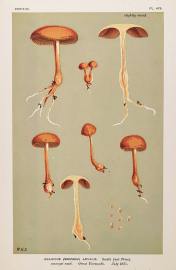 Agaricus (Naucoria) Arvalis. - Antique Print from 1871