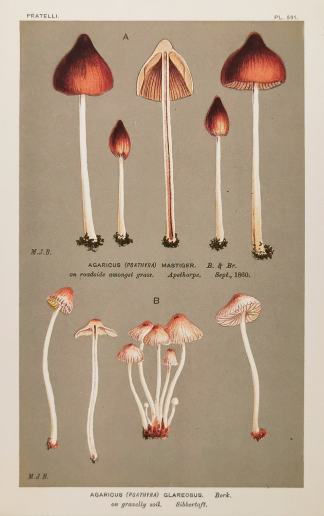 Agaricus (Psathyra) Glareosus. Fruits, Herbs, Medicinal, Spices, Vegetables Agaricus (Psathyra) Glareosus. - Antique Print from 1880