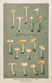 Agaricus (Tubaria) Autochthonus. - Antique Print from 1880