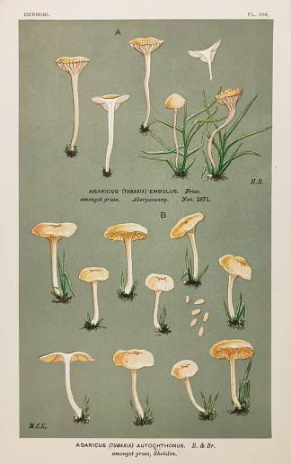 Agaricus (Tubaria) Autochthonus. - Antique Print from 1880
