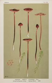 Agaricus (Tubaria) Stagninus. - Antique Print from 1879