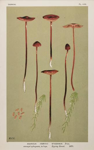 Agaricus (Tubaria) Stagninus. - Antique Print from 1879