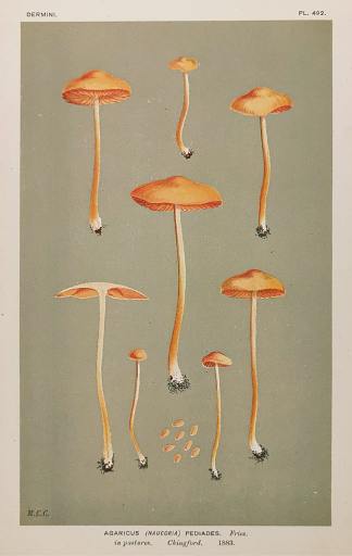 Agaricus (Naucoria) Pediades. - Antique Print from 1883