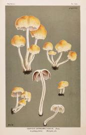Agaricus (Hypholoma) Cascus. - Antique Print from 1880