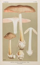 Agaricus (Volvaria) Gloiocephalus. - Antique Print from 1880