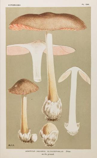 Agaricus (Volvaria) Gloiocephalus. - Antique Print from 1880