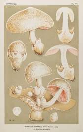 Agaricus (Volvaria) Loveianus.