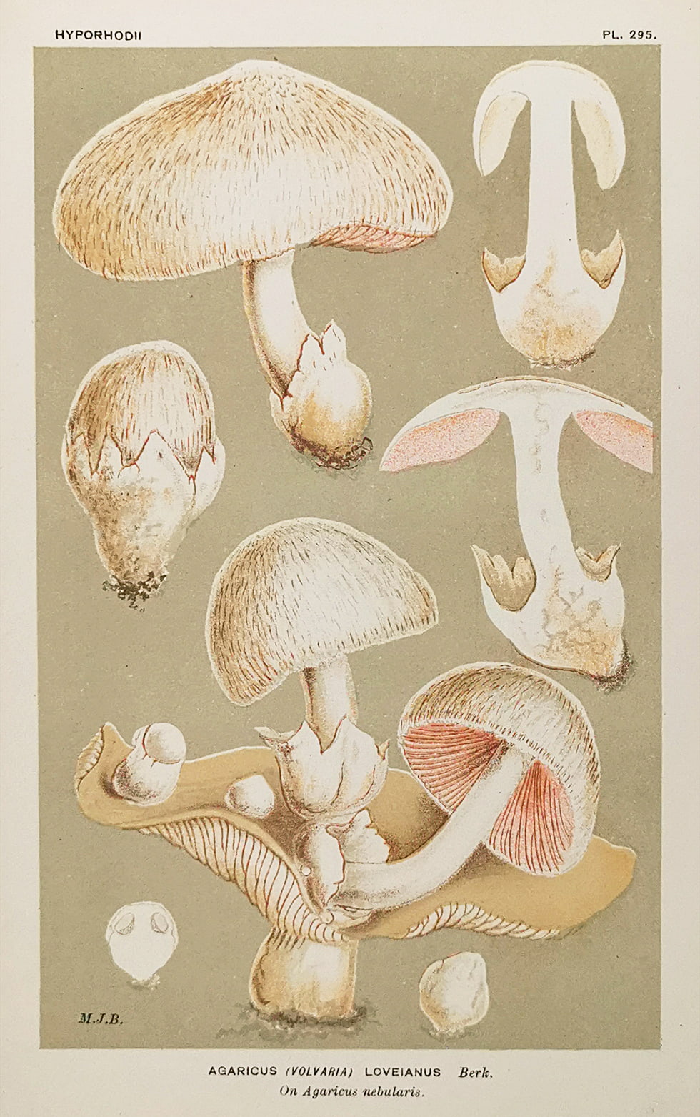 Agaricus (Volvaria) Loveianus. - Antique Print from 1880