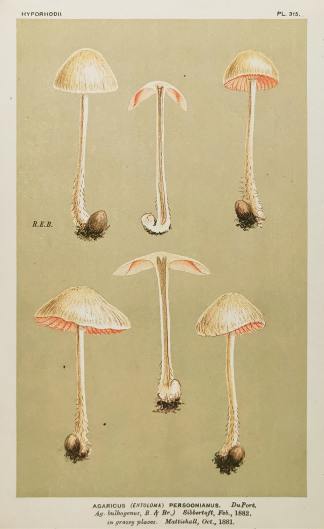 Agaricus (Entoloma) Persoonianus. - Antique Print from 1880