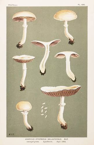 Agaricus (Stropharia) Melaspermus. - Antique Print from 1882