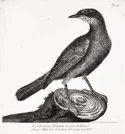 Le Chanteur Patagon des Isles Falkland. Abrege d’Hist. Nat. de Latham. Vol. 4. page 434. Nº. 6. General Le Chanteur Patagon des Isles Falkland. Abrege d'Hist. Nat. de Latham. Vol. 4. page 434. Nº. 6.