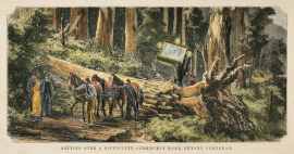 Getting Over a Difficulty.-Corduroy Road, Beyond Fernshaw.