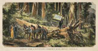 Getting Over a Difficulty.-Corduroy Road, Beyond Fernshaw. - Antique View from 1881