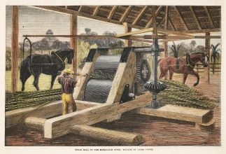 Sugar Mill on the Macquarie River, worked by Horse Power. - Antique View from 1868