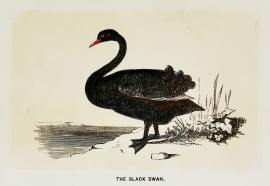 The Black Swan.
