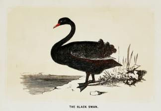 The Black Swan. - Antique Print from 1853